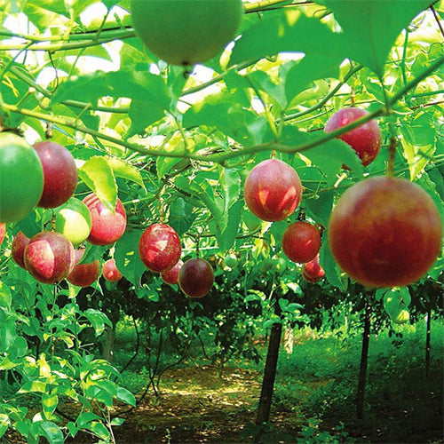 passion fruit seed planting Passiflora Edulia & Purple Passion Fruit Seeds – HeYou Seeds