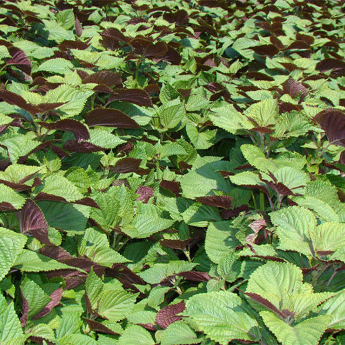 planting perilla seeds Perilla Frutescens & Bicolor Perilla Seeds – HeYou Seeds