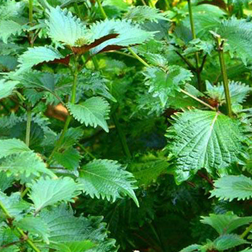 planting perilla seeds Perilla Frutescens & Large Leaf Perilla Seeds – HeYou Seeds