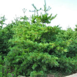 Pinus armandii & Chinese white pine Seeds