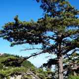 Pinus armandii & Chinese white pine Seeds