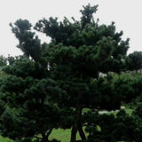 Pinus parviflora & Five-needle pine Seeds