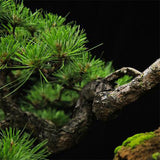 Pinus taiwanensis & Taiwan red pine seeds