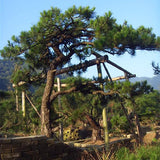 Pinus taiwanensis & Taiwan red pine seeds