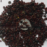 Pittosporum brevicalyx & Pittospora brevica Seeds