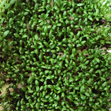 Plantago asiatica & Plantaginis Seeds