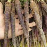 Purple Carrot Seeds