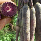 Organic Purple Carrot Seeds