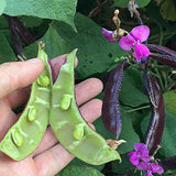 Purple-Soy-Bean-Seeds