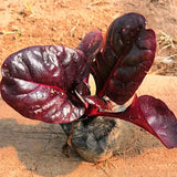 Purple-Spinach-Seeds