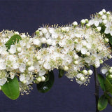 Pyracantha-fortuneana-Chinese-firethorn-Seeds
