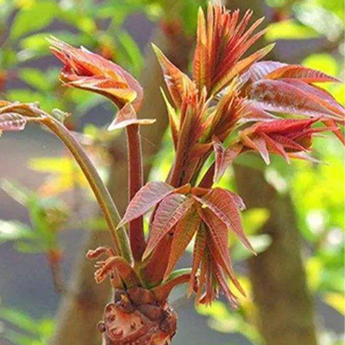 Red Chinese Toon & Toona Sinensis Seeds – HeYou Seeds