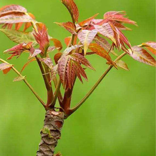 chinese toon plant Red Chinese Toon & Toona Sinensis Seeds – HeYou Seeds