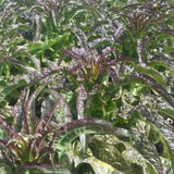 Red Lactuca Sativa & Asparagus Seeds