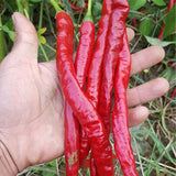 Red-Line-Pepper-Chilli-Seeds