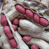 Red Peanut & Groundnut Seeds