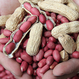 Red Peanut & Groundnut Seeds