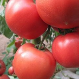 Hybrid F1 Red tomato Seeds