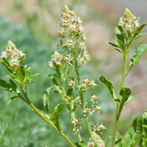 mignonette flower seeds Reseda Odorata & Mignonette Seeds – HeYou Seeds