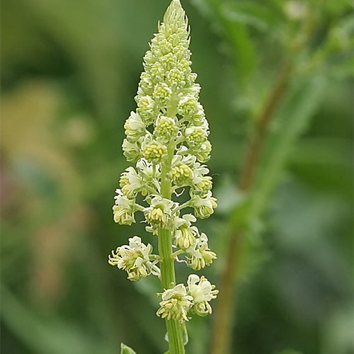 mignonette flower seeds Reseda Odorata & Mignonette Seeds – HeYou Seeds