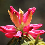 Rhododendron-agastum-Rhododendron-lapponicum-Seeds