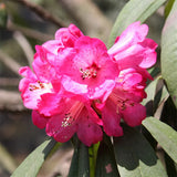 Rhododendron-agastum-Rhododendron-lapponicum-Seeds