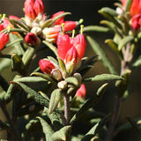 Rhododendron spinuliferum & Rhododendron lapponicum Seeds
