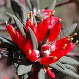 Rhododendron spinuliferum & Rhododendron lapponicum Seeds
