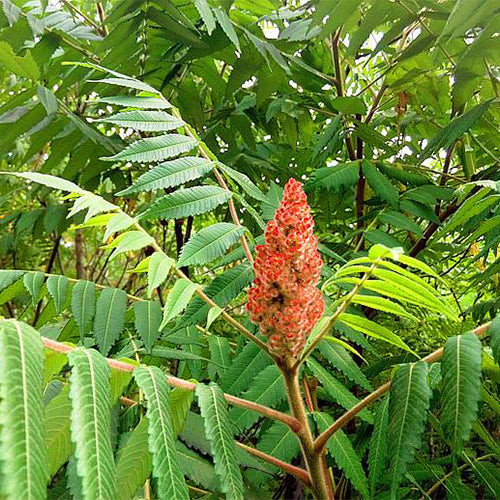 planting sumac seeds Rhus Typhina & Staghorn Sumac Seeds – HeYou Seeds