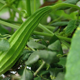 Ribbed-Luffa-Seeds