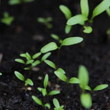 Romaine & Lactuca Sativa Seeds