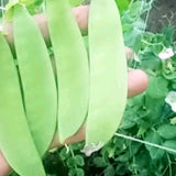 Snow-Peas-Seeds