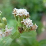 Stevia-Rebaudiana-Sweet Stevia-Seeds