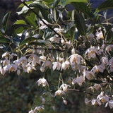 Styrax-grandiflora-Jasmine-Seeds