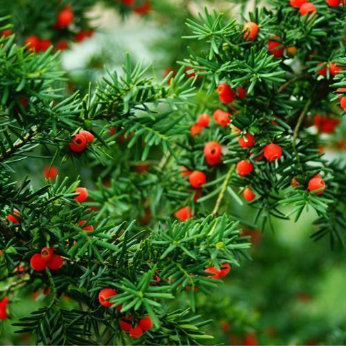 Taxus Wallichiana & Himalayan Yew Seeds – HeYou Seeds