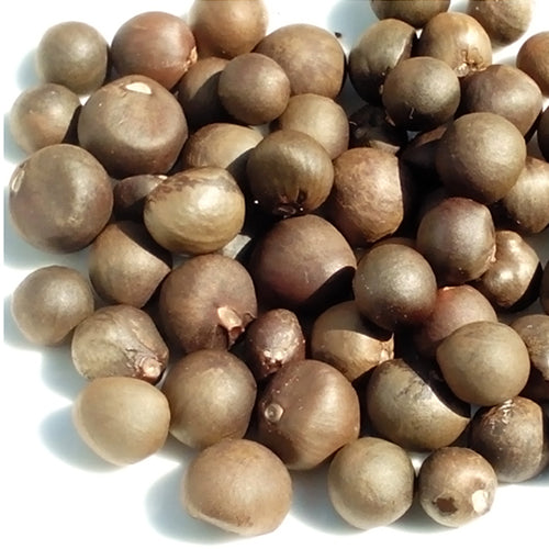 seeds for tea plants Tieguanyin Tea Seeds – HeYou Seeds