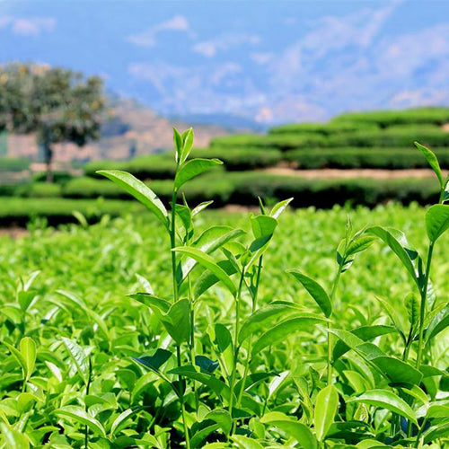 oolong tea plant seeds Tieguanyin Tea Seeds – HeYou Seeds