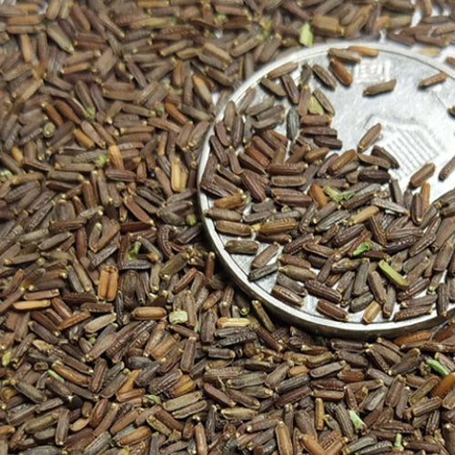 verbena flower seeds Verbena Hybrida & Glandularia Canadensis Seeds – HeYou Seeds