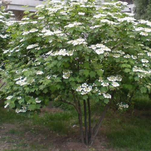 guelder rose seeds Viburnum Opulus & Guelder Rose Seeds – HeYou Seeds