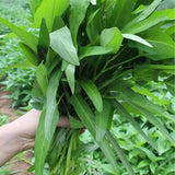 Water-Spinach-Mater-Convolvulus-Seeds