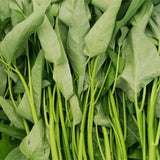 Water-Spinach-Mater-Convolvulus-Seeds