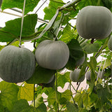 Wax-Gourd-Winter-Melon-Seeds