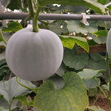 Wax-Gourd-Winter-Melon-Seeds