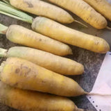 Yellow Carrot Seeds