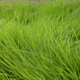 Zoysia-japonica-Korean-lawngrass-Seeds