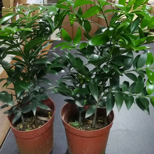Podocarpus Nagi & Asian Bayberry Seeds – HeYou Seeds