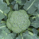 Green broccoli Seeds