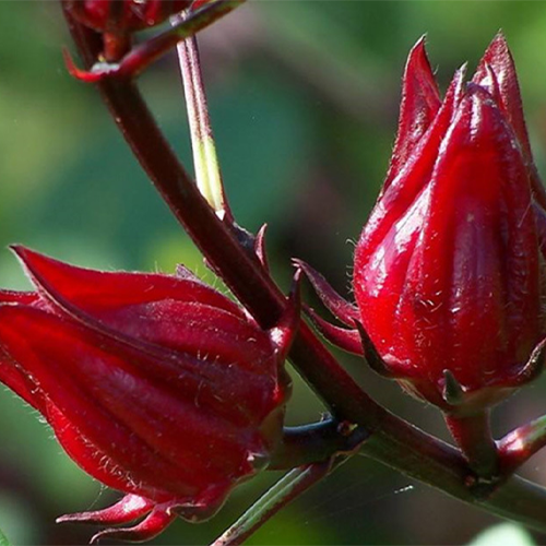 red hibiscus flower seeds Hibiscus Sabdariffa & Roselle Calyx Seeds – HeYou Seeds