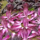 Hybrid F1 Purple Chinese Cabbage Seeds