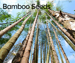bamboo seeds
